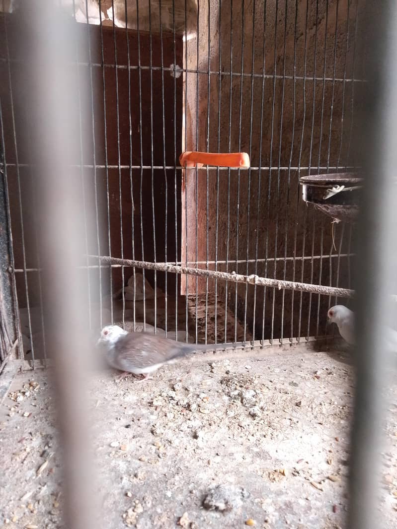 cocktails,cage,duff 12