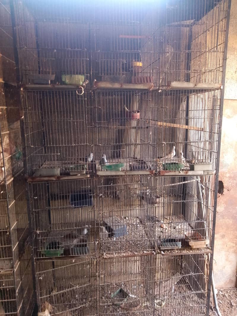 cocktails,cage,duff 13