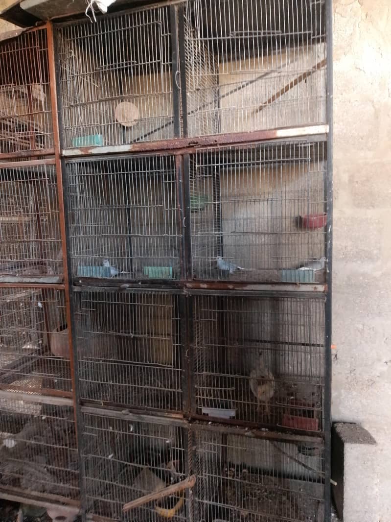 cocktails,cage,duff 14