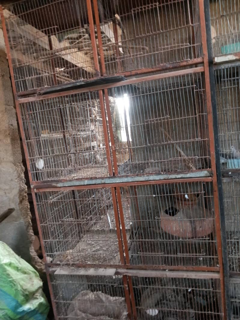 cocktails,cage,duff 15