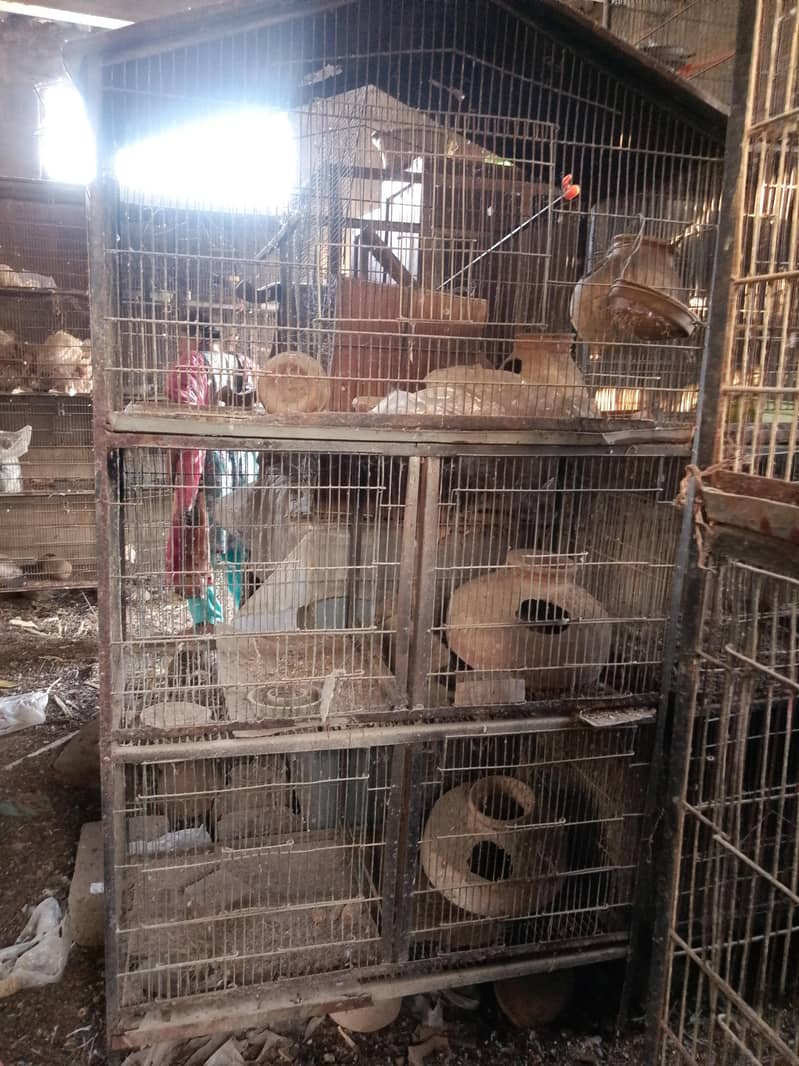 cocktails,cage,duff 16