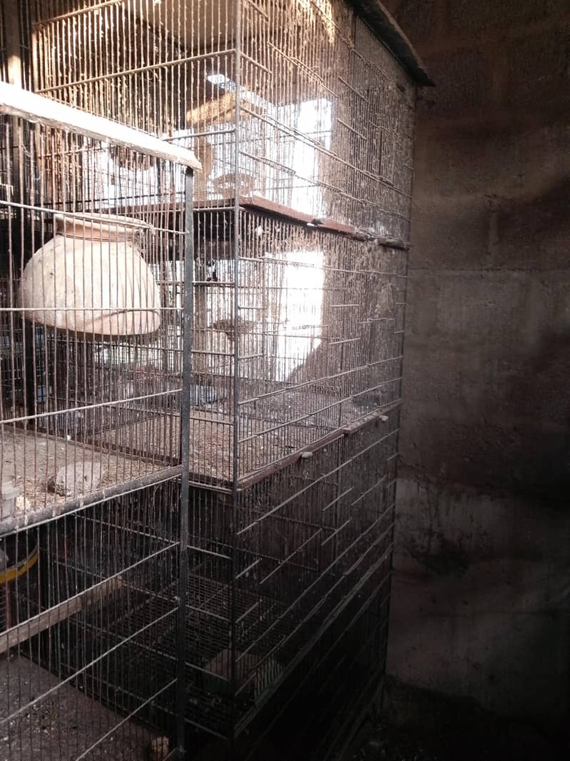 cocktails,cage,duff 17