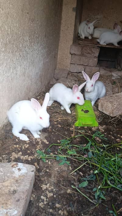 Rabbit babies actively and healry