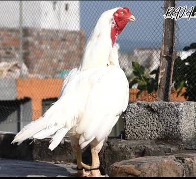 Quality paper white heera aseel chicks for sale