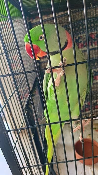 urgent for sale breader pair 100/10 percent