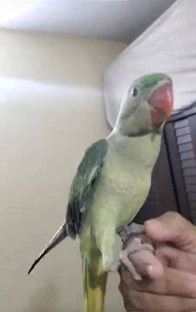 Raw parrot  with new heavy cage