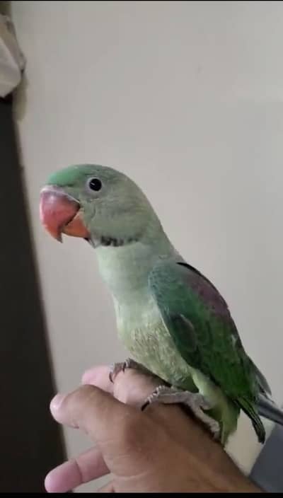Raw parrot  with new heavy duty cage