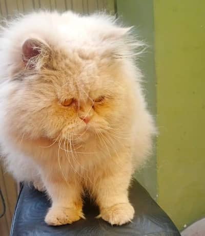 pershion cat male long hair triple cot  Multan 10000 price