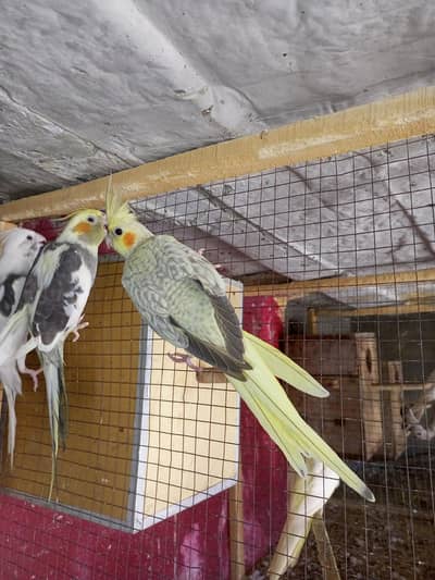 pearl ok or grey female female available ha