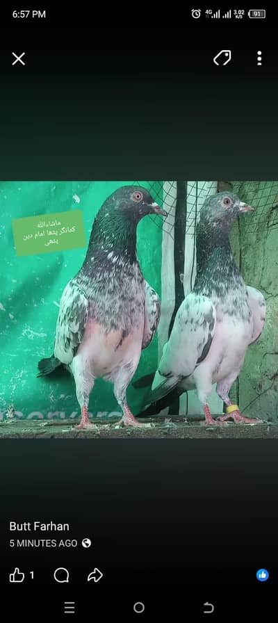 کمانگر پٹھا امام دین پٹھی ۔ٹیڈی قصوری رامپوری ۔