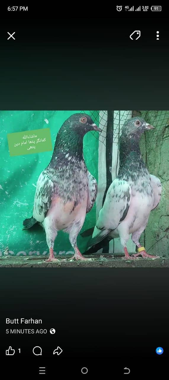 کمانگر پٹھا امام دین پٹھی ۔ٹیڈی قصوری رامپوری ۔ 0