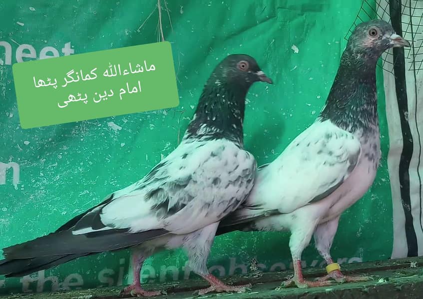 کمانگر پٹھا امام دین پٹھی ۔ٹیڈی قصوری رامپوری ۔ 1