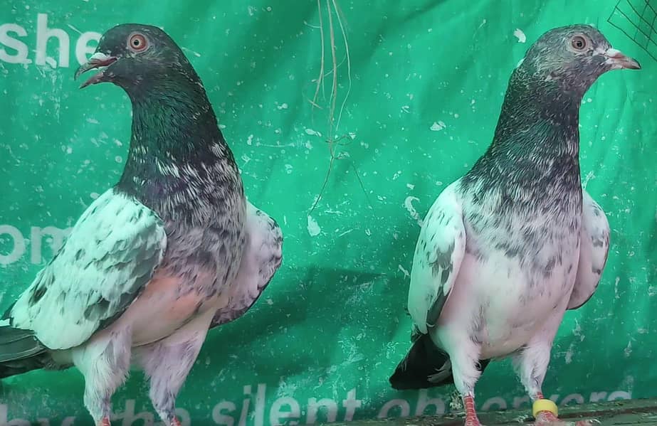 کمانگر پٹھا امام دین پٹھی ۔ٹیڈی قصوری رامپوری ۔ 2