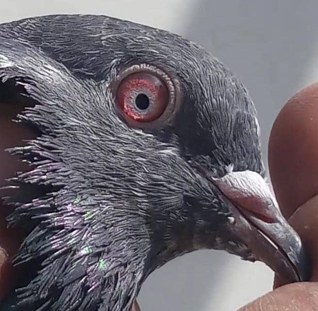 کمانگر پٹھا امام دین پٹھی ۔ٹیڈی قصوری رامپوری ۔ 3