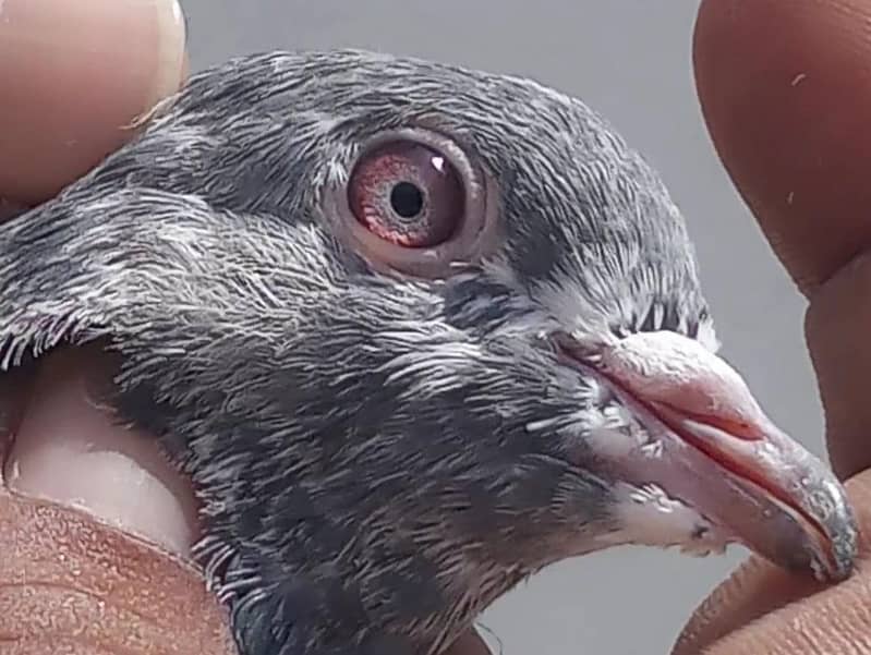 کمانگر پٹھا امام دین پٹھی ۔ٹیڈی قصوری رامپوری ۔ 4