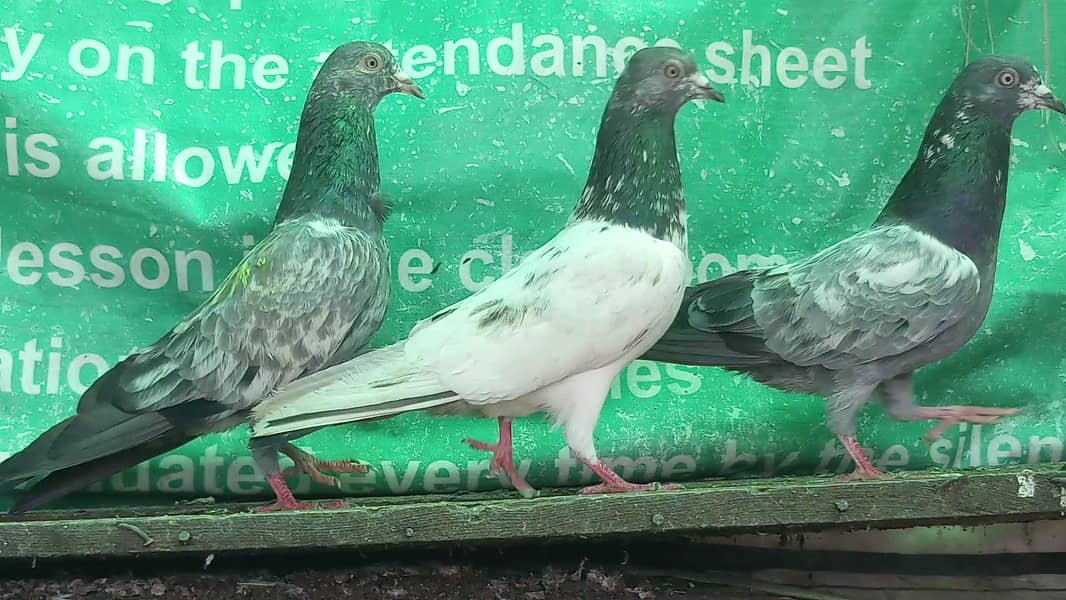 کمانگر پٹھا امام دین پٹھی ۔ٹیڈی قصوری رامپوری ۔ 5