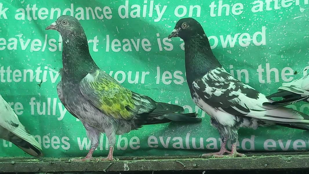 کمانگر پٹھا امام دین پٹھی ۔ٹیڈی قصوری رامپوری ۔ 7