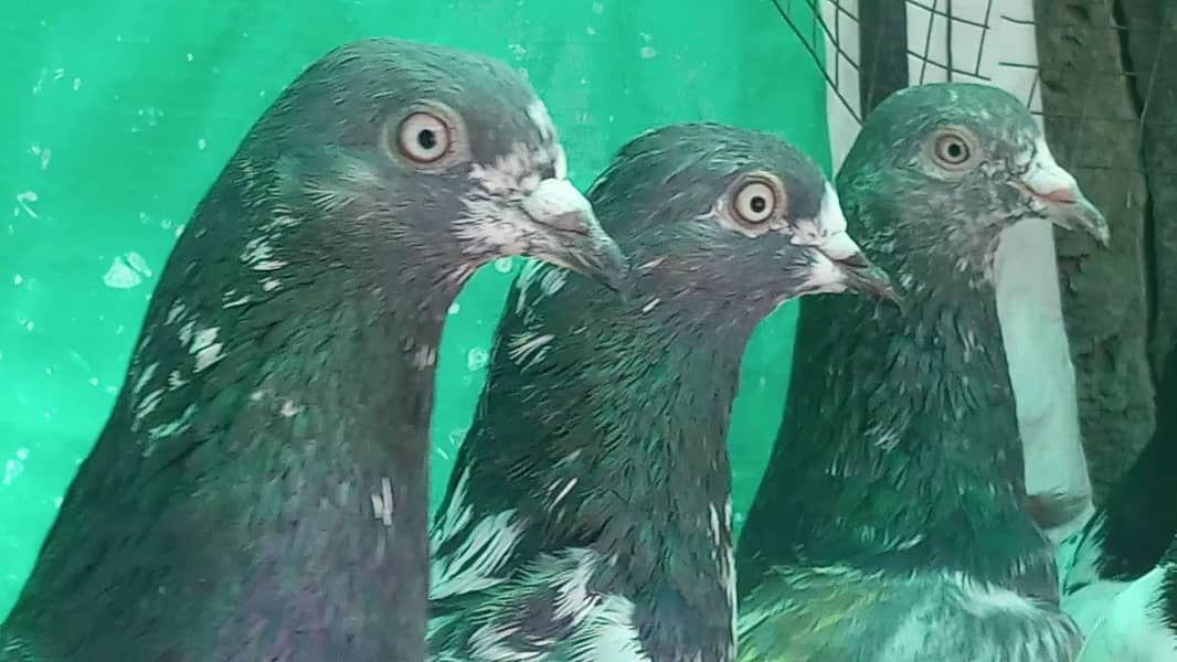 کمانگر پٹھا امام دین پٹھی ۔ٹیڈی قصوری رامپوری ۔ 8