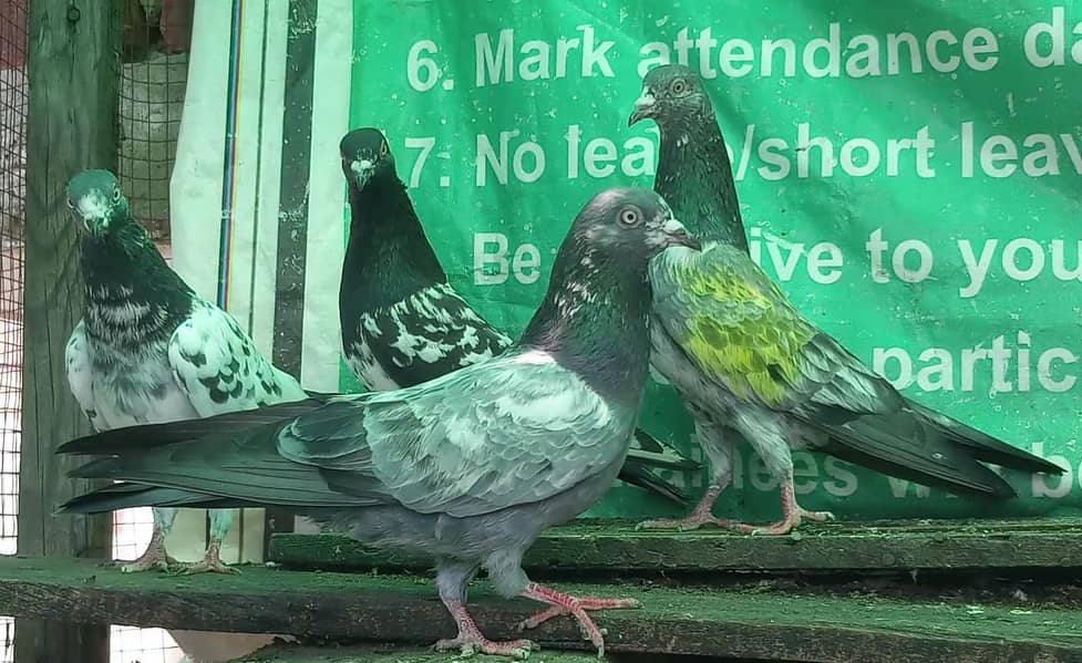 کمانگر پٹھا امام دین پٹھی ۔ٹیڈی قصوری رامپوری ۔ 9