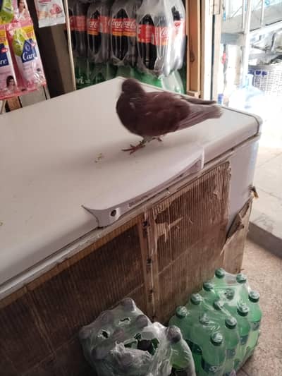 Sherazi Hand Tame pigeon