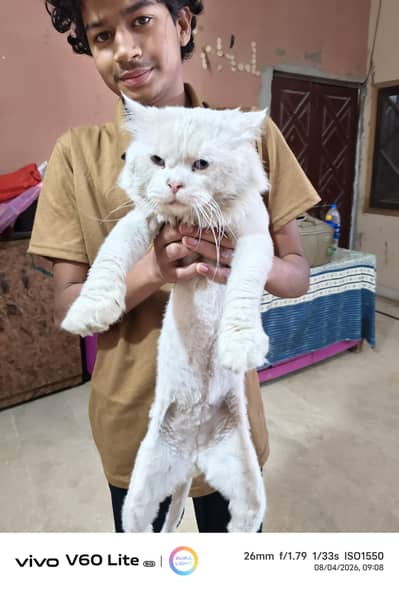 white male cat with blue eyes