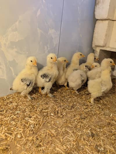 Columbian bantam chicks available for sale