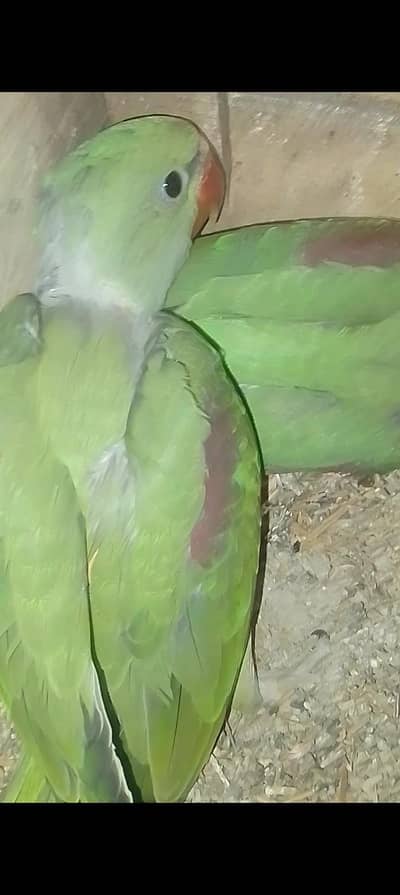 raw parrot chicks pair