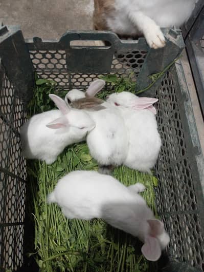 Rabbit Bunnies Red Eyes