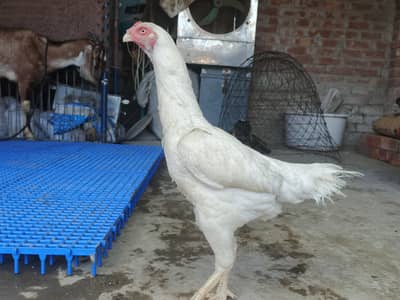 White shamo Aseel female