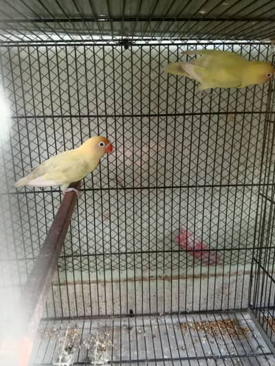 love bird mix motition with 2 master cage for sell