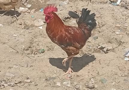 Desi murga for sale.