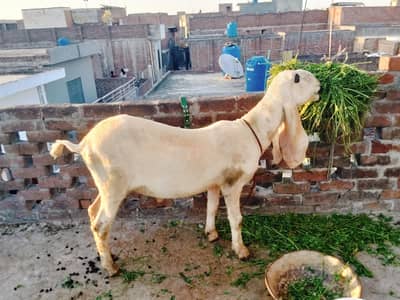 Kajla sheep good quality