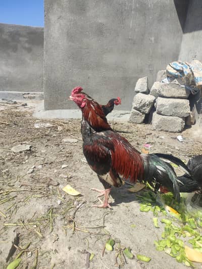 aseel murga achy quality ma