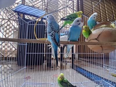 young love australian birds