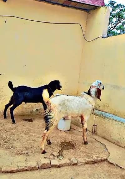 2dant bakry for sale