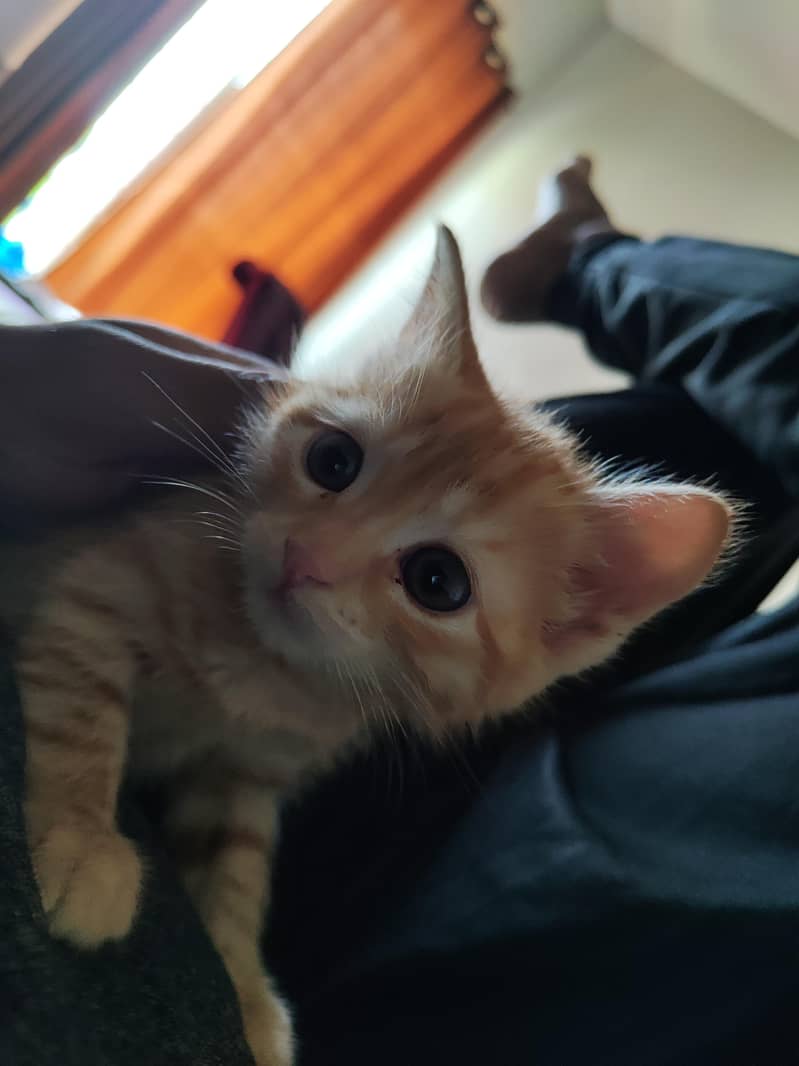 Ginger Kitten 0