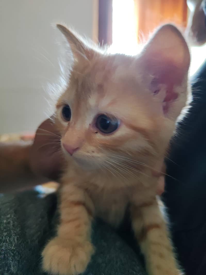 Ginger Kitten 1