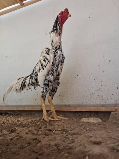 TOP QUALITY OH SHAMO MALE