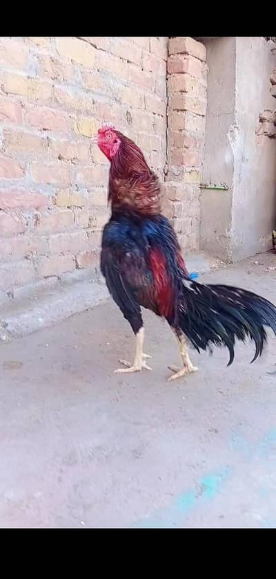 Mianwali lakha Murga