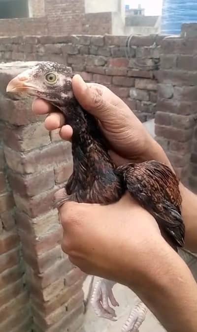 Aseel Mianwali |Sindhi aseel | aseel chicks |  only for sale in lahore