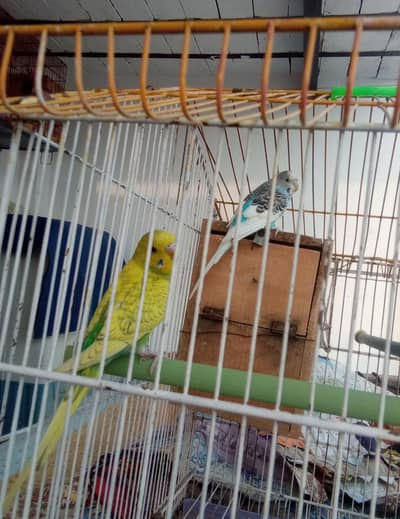 cage or 3 Australian parrot