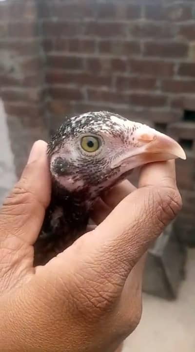 long height aseel murgha | aseel chicks only for sale in lahore