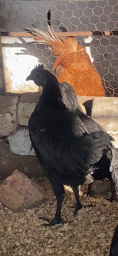 Ayyam Cemani