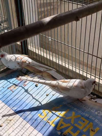 Red pied diamond dove breeder pair good wash