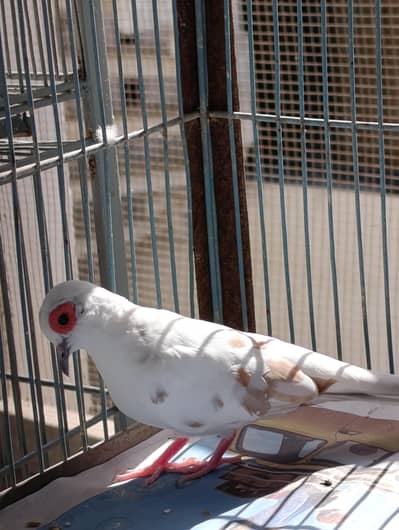 Red pied diamond dove breeder pair good wash