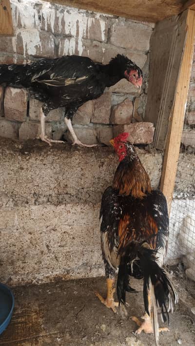 Aseel pair trio aur Shamo female for sale