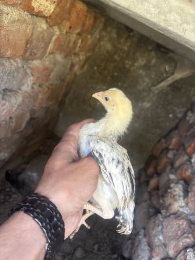 Jawa aseel ka bachcha