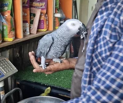 African Gary parrot