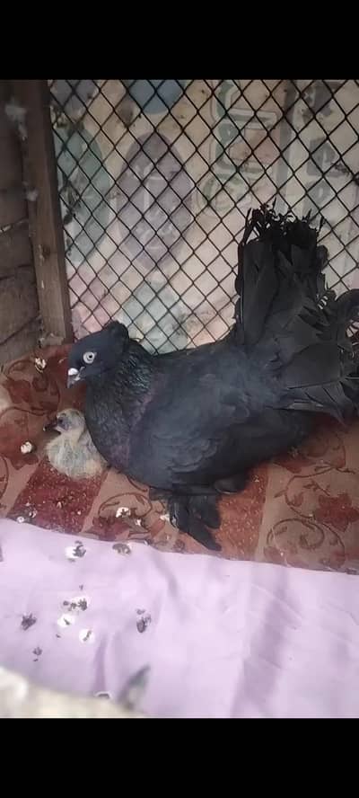Black Lakka Pair Confirm Breeder For Sale