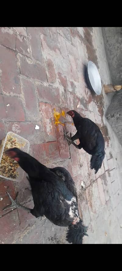 Aseel Female 3 For sale